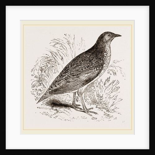 Kunichane Quail by Anonymous