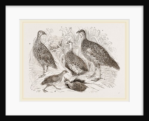 Group of Francolins by Anonymous