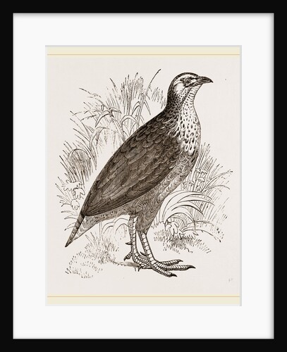 Pileated Francolin by Anonymous