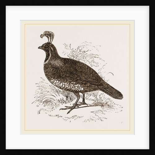 Galifornian Partridge by Anonymous