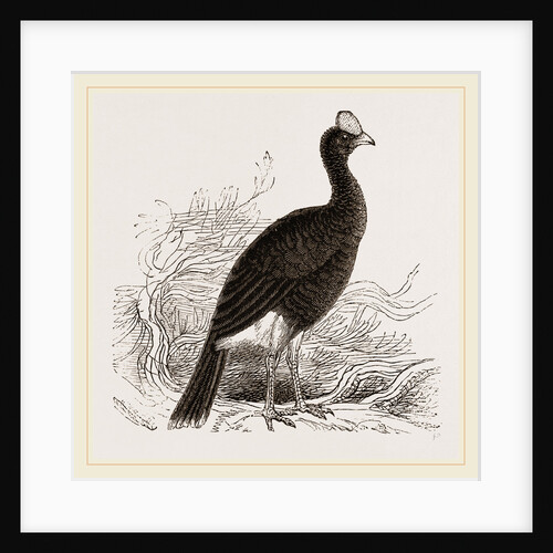 Galeated Curassow by Anonymous