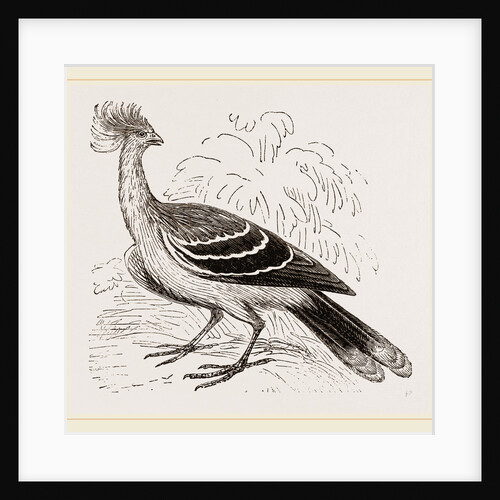 Hoatzin by Anonymous