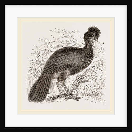 Crested Guan by Anonymous