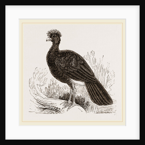 Crested Curassow by Anonymous