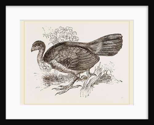 Wattled Talegalla by Anonymous