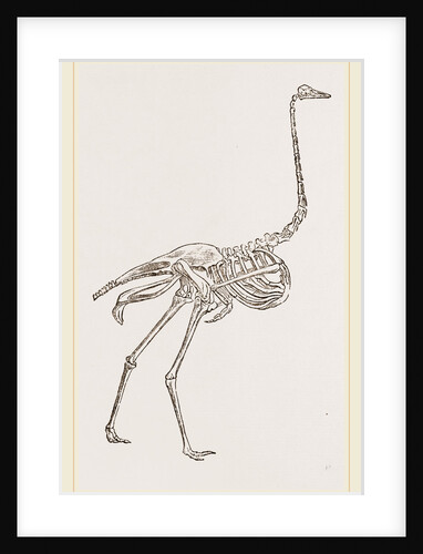 Skeleton of Ostrich by Anonymous