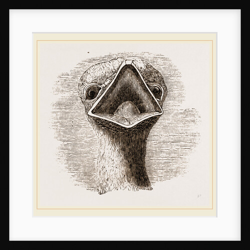 head and Tongue of Ostrich by Anonymous