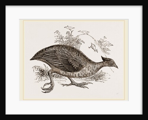 Mound making Megapode by Anonymous