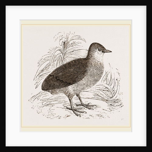 Young of Megapode by Anonymous