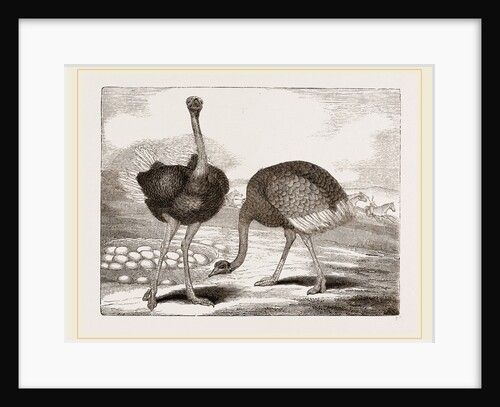 Ostriches by Anonymous