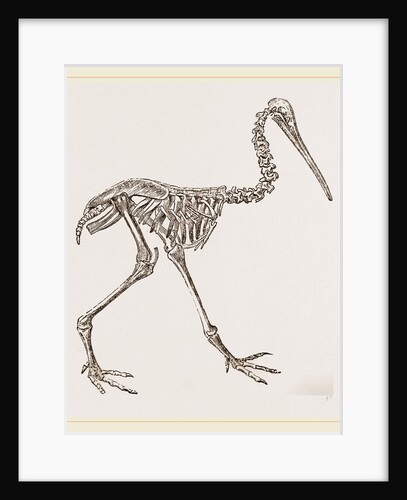 Skeleton of Apteryx by Anonymous