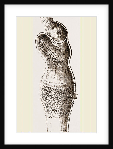 Stomach of Emeu by Anonymous