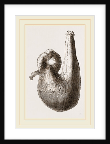 Stomach of Ostrich by Anonymous