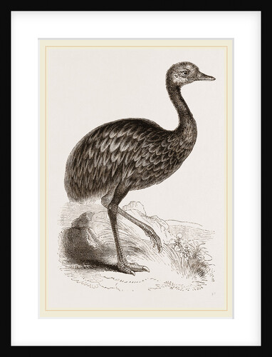 Darwin's Rhea by Anonymous