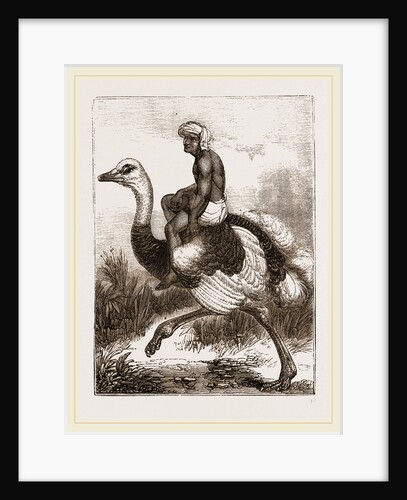 Ostrich carrying a man by Anonymous