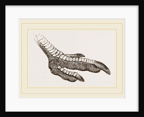 Foot of Rhea by Anonymous