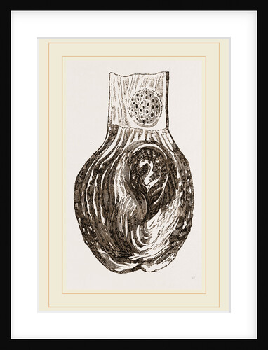 Stomach of Nanclu by Anonymous