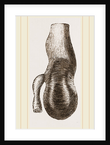 Stomach of Nanclu by Anonymous