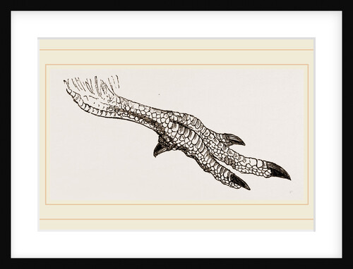 Foot of Apteryx by Anonymous