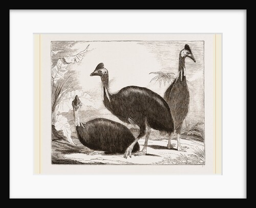 Cassowaries by Anonymous