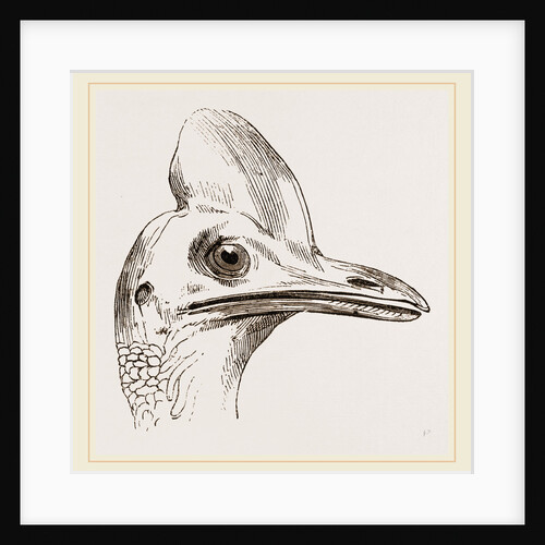 Head of Cassowary by Anonymous