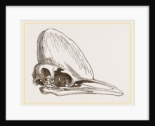Skull of Adult Cassowary by Anonymous