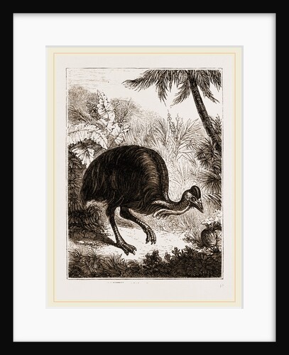 Cassowary by Anonymous