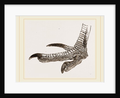 Foot of Cassowary by Anonymous