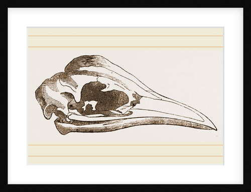 Skull of Young Cassowary by Anonymous