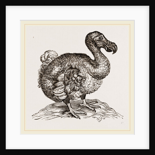 Dodo from Bontius by Anonymous