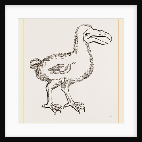 Dodo from Clusius by Anonymous