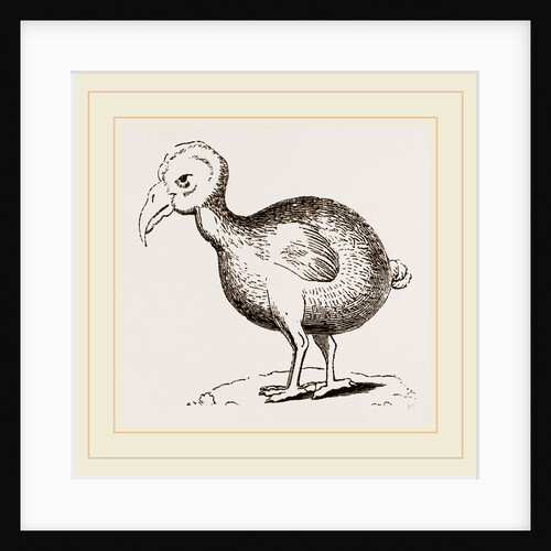 Dodo from Herbert by Anonymous