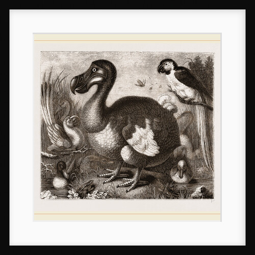 Dodo by Anonymous