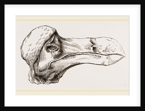 Head of Dodo at Oxford by Anonymous