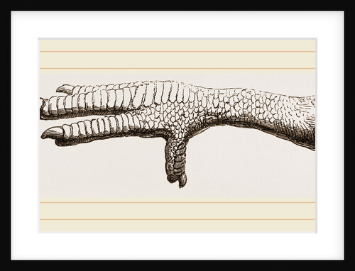 Foot of Dodo in British Museum by Anonymous