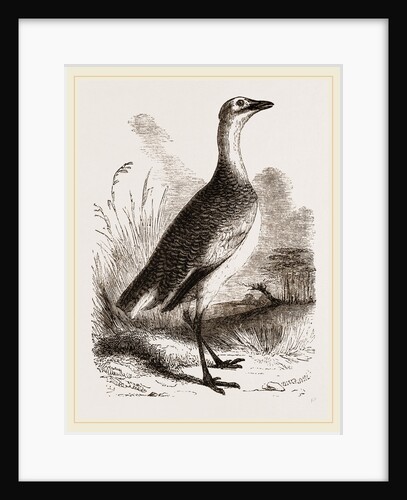 Great Bustard Female by Anonymous