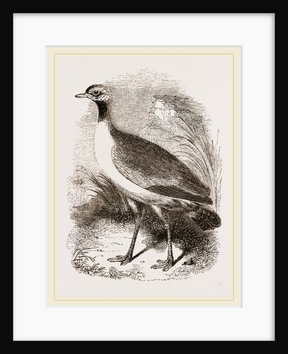 Leaden-tinted Bustard by Anonymous