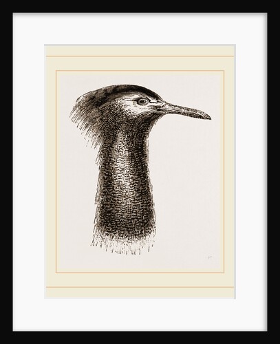 Llead of Kori Bustard by Anonymous