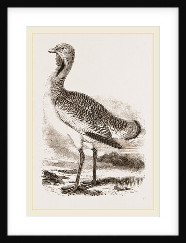 Great Bustard Male by Anonymous