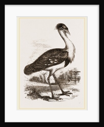 Black-headed Bustard by Anonymous
