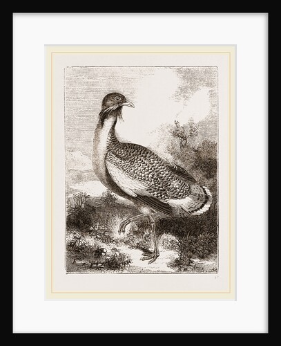 Great Bustard by Anonymous