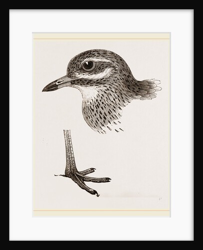 Head and Foot of Thick knee by Anonymous