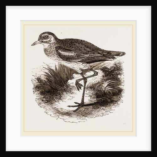 Common Thick-knee by Anonymous