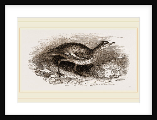Commen Thick-knee by Anonymous