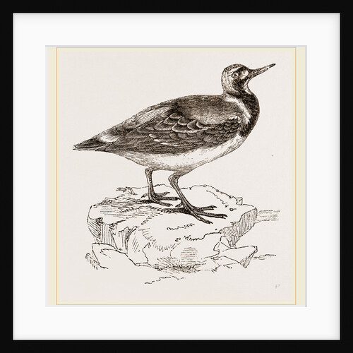 Turnstone by Anonymous