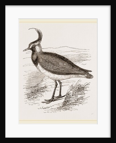 Lapwing by Anonymous