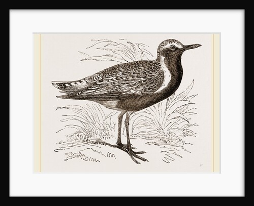 Grey Plover by Anonymous