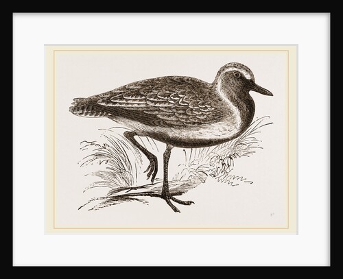 Golden Plover by Anonymous