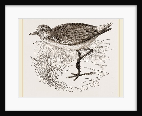 Grey Plover by Anonymous