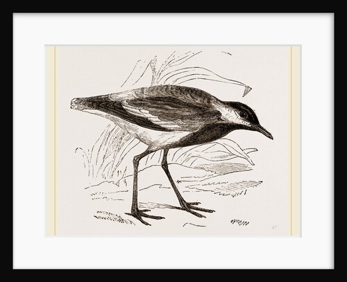 Spur-winged Plover by Anonymous